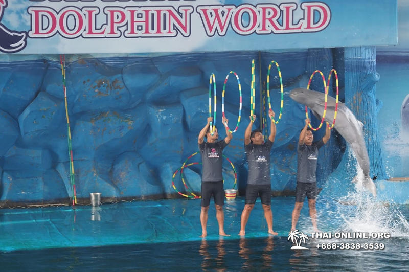 Pattaya Dolphin World show & swim with dolphins in Thailand photo 95