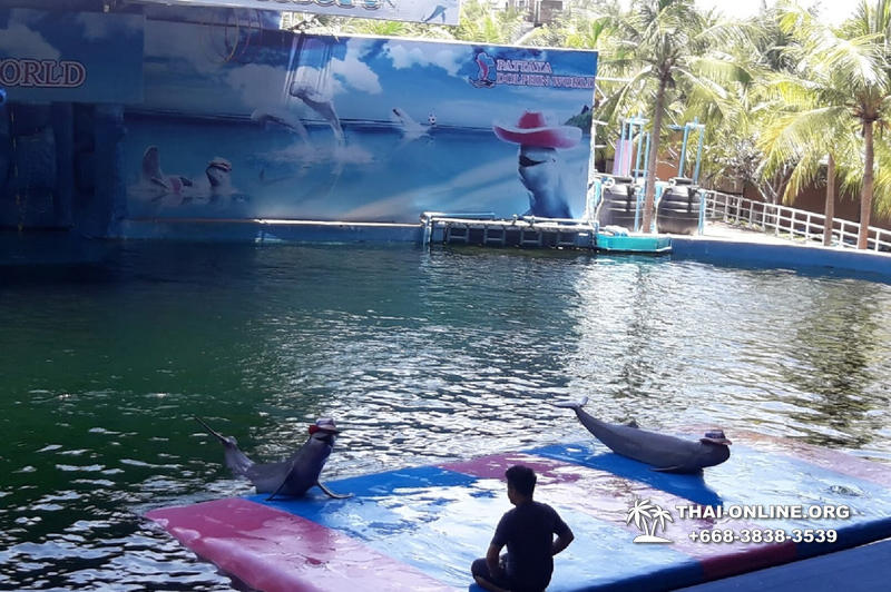 Pattaya Dolphin World show & swim with dolphins in Thailand photo 29