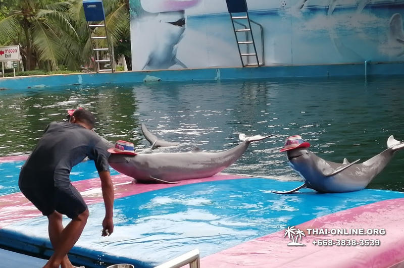 Pattaya Dolphin World show & swim with dolphins in Thailand photo 94