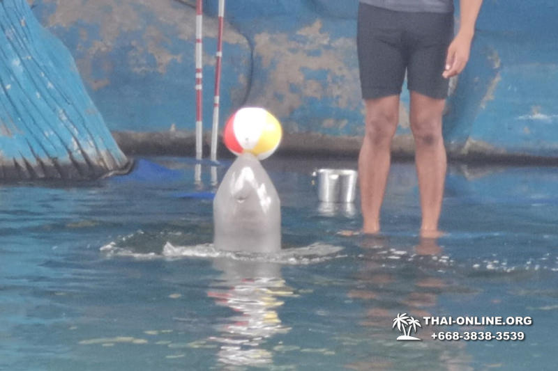 Pattaya Dolphin World show & swim with dolphins in Thailand photo 214