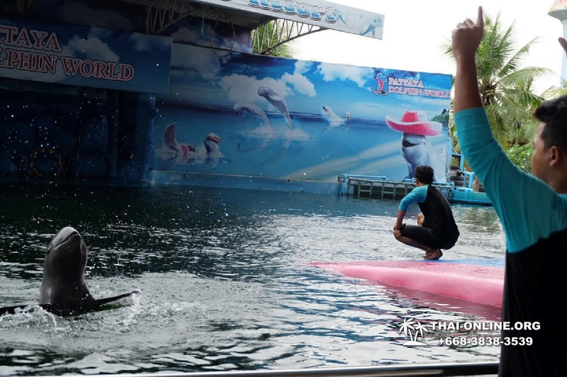 Pattaya Dolphin World show & swim with dolphins in Thailand photo 88
