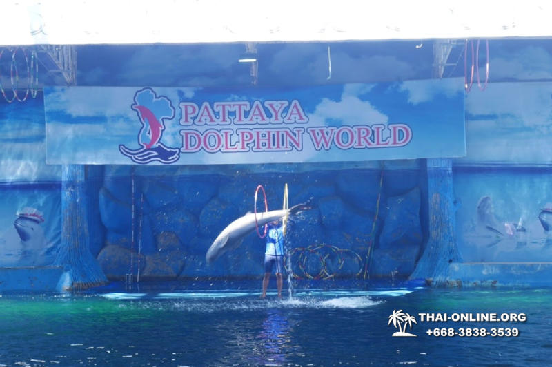 Pattaya Dolphin World show & swim with dolphins in Thailand photo 191
