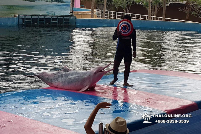 Pattaya Dolphin World show & swim with dolphins in Thailand photo 24