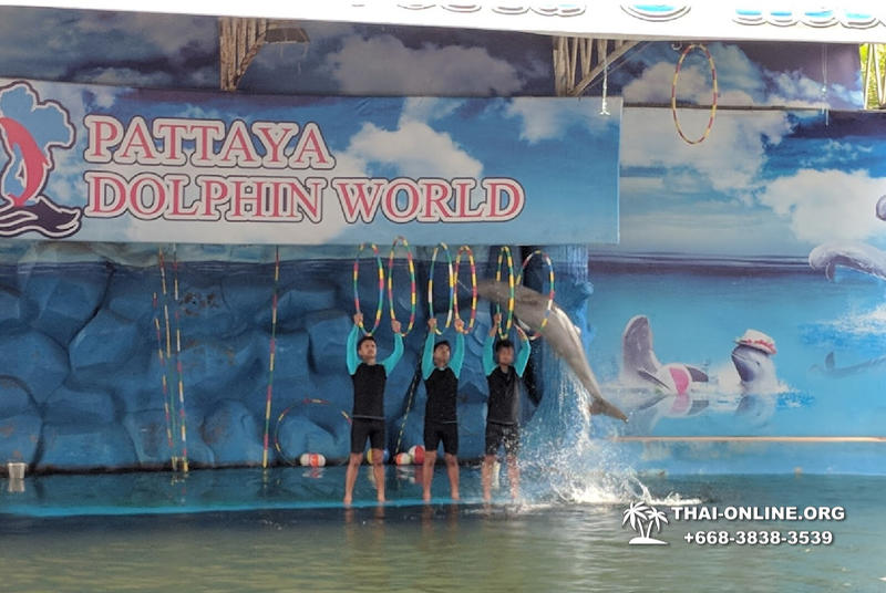 Pattaya Dolphin World show & swim with dolphins in Thailand photo 143