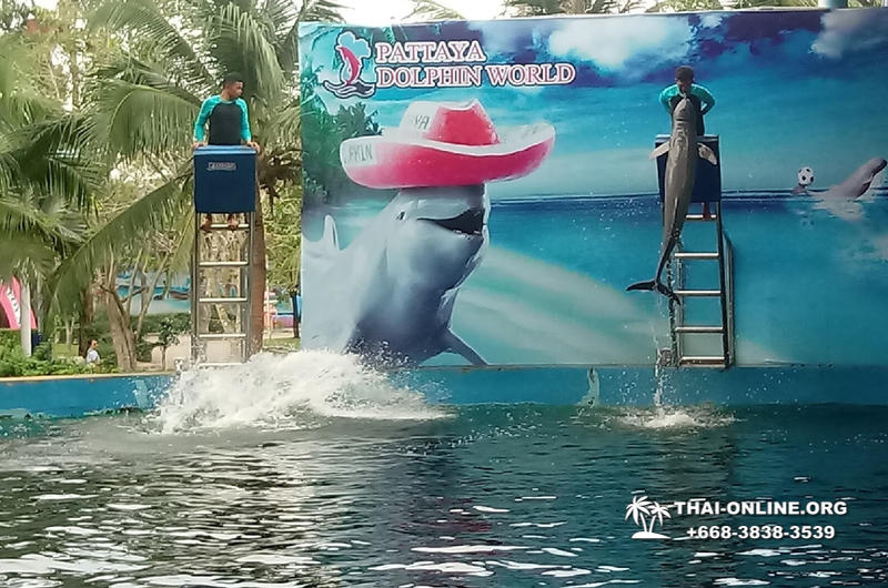 Pattaya Dolphin World show & swim with dolphins in Thailand photo 33