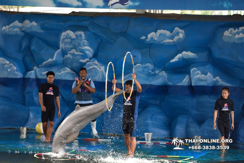 Pattaya Dolphin World show & swim with dolphins in Thailand photo 117