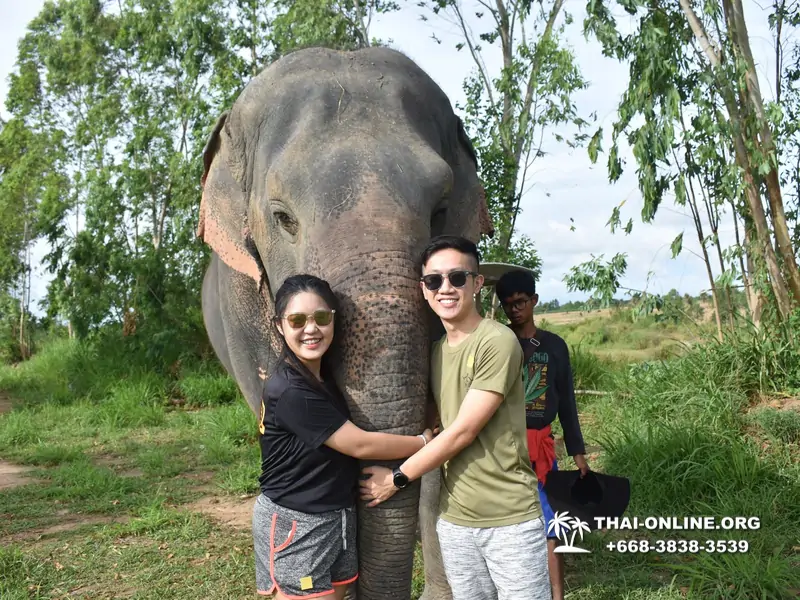 Elephant jungle sanctuary pattaya, elephant jungle sanctuary pattaya ethical, elephant jungle sanctuary pattaya thailand, elephant jungle sanctuary pattaya price, elephant jungle sanctuary pattaya location, elephant jungle sanctuary half day, elephant jungle sanctuary morning trip, elephant jungle sanctuary afternoon trip, elephant jungle sanctuary tour, elephant jungle sanctuary experience - excursion photo 11