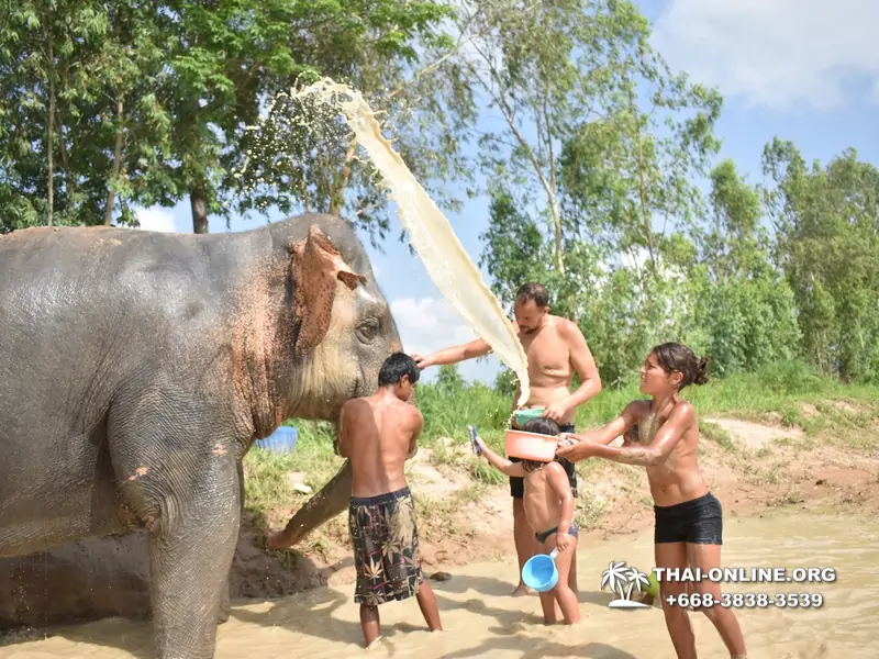 Elephant jungle sanctuary pattaya, elephant jungle sanctuary pattaya ethical, elephant jungle sanctuary pattaya thailand, elephant jungle sanctuary pattaya price, elephant jungle sanctuary pattaya location, elephant jungle sanctuary half day, elephant jungle sanctuary morning trip, elephant jungle sanctuary afternoon trip, elephant jungle sanctuary tour, elephant jungle sanctuary experience - excursion photo 12