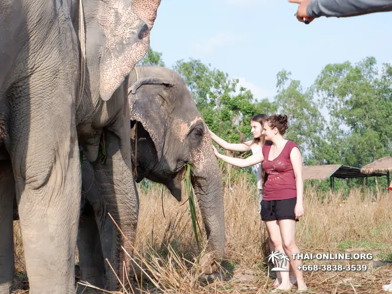 Elephant jungle sanctuary pattaya, elephant jungle sanctuary pattaya ethical, elephant jungle sanctuary pattaya thailand, elephant jungle sanctuary pattaya price, elephant jungle sanctuary pattaya location, elephant jungle sanctuary half day, elephant jungle sanctuary morning trip, elephant jungle sanctuary afternoon trip, elephant jungle sanctuary tour, elephant jungle sanctuary experience - excursion photo 17