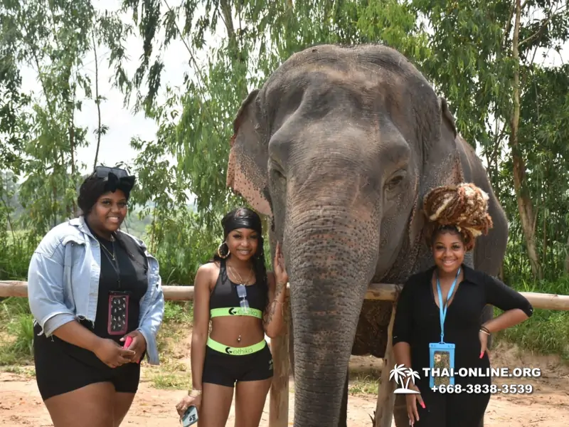 Elephant jungle sanctuary pattaya, elephant jungle sanctuary pattaya ethical, elephant jungle sanctuary pattaya thailand, elephant jungle sanctuary pattaya price, elephant jungle sanctuary pattaya location, elephant jungle sanctuary half day, elephant jungle sanctuary morning trip, elephant jungle sanctuary afternoon trip, elephant jungle sanctuary tour, elephant jungle sanctuary experience - excursion photo 2