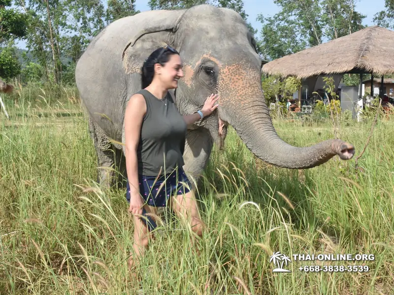 Elephant jungle sanctuary pattaya, elephant jungle sanctuary pattaya ethical, elephant jungle sanctuary pattaya thailand, elephant jungle sanctuary pattaya price, elephant jungle sanctuary pattaya location, elephant jungle sanctuary half day, elephant jungle sanctuary morning trip, elephant jungle sanctuary afternoon trip, elephant jungle sanctuary tour, elephant jungle sanctuary experience - excursion photo 4