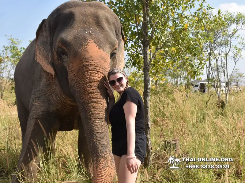 Elephant jungle sanctuary pattaya, elephant jungle sanctuary pattaya ethical, elephant jungle sanctuary pattaya thailand, elephant jungle sanctuary pattaya price, elephant jungle sanctuary pattaya location, elephant jungle sanctuary half day, elephant jungle sanctuary morning trip, elephant jungle sanctuary afternoon trip, elephant jungle sanctuary tour, elephant jungle sanctuary experience - excursion photo 8