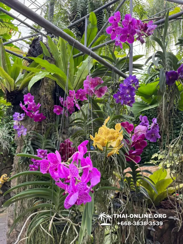 Nong Nooch Tropical Garden in Pattaya Thailand photo 18