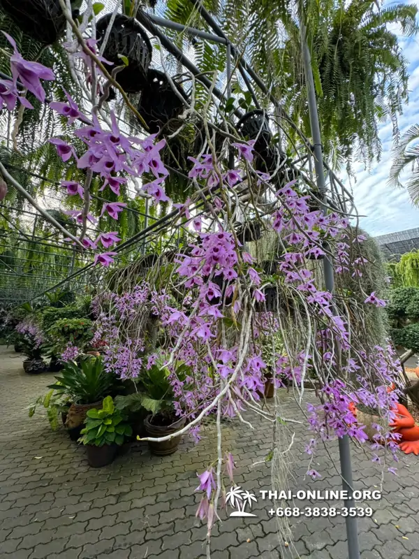 Nong Nooch Tropical Garden in Pattaya Thailand photo 4