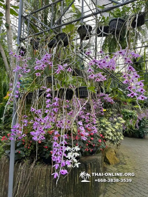 Nong Nooch Tropical Garden in Pattaya Thailand photo 5